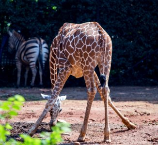 Zoo Atlanta Giraffe photo