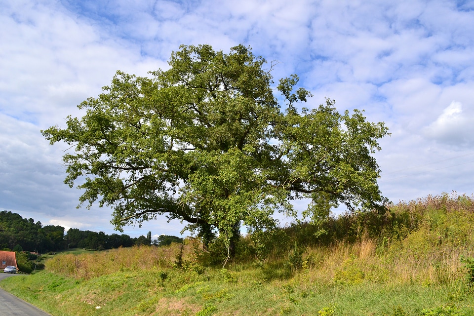 Field landscape summer