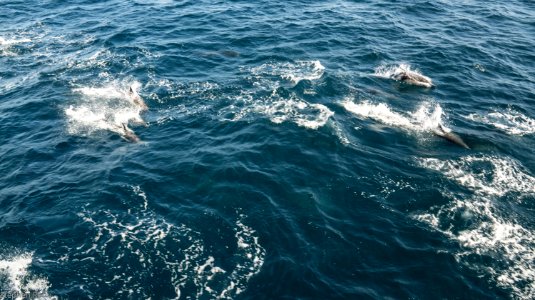 California Dolphins