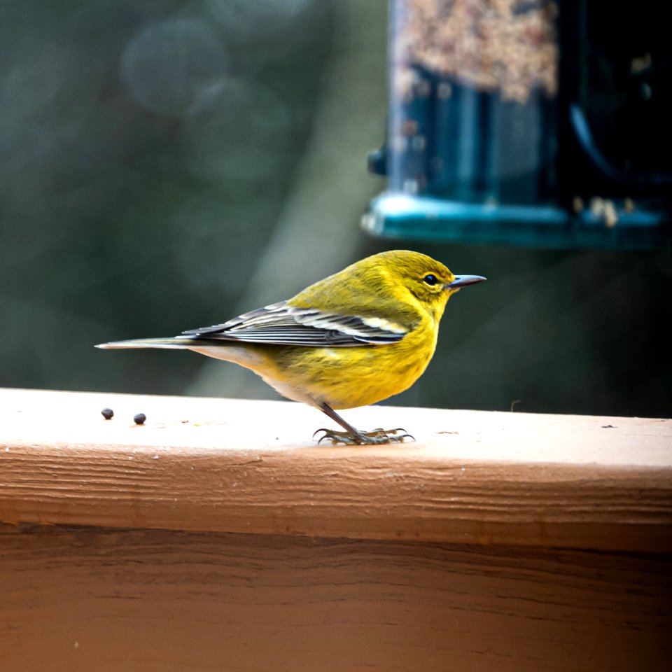 Day 13 - Pine Warbler