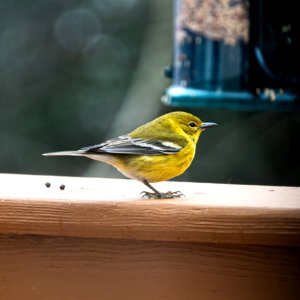 Day 13 - Pine Warbler