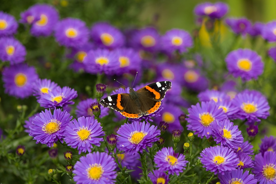 Insect edelfalter colorful