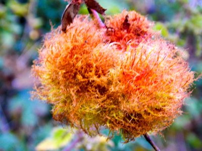 Irish Plant Moss