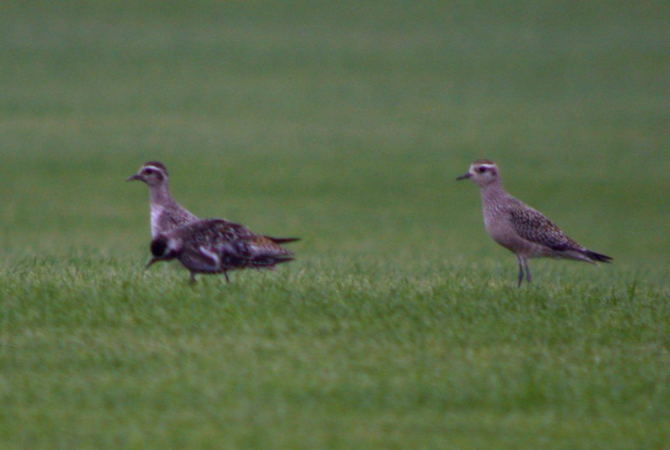 American Golden-Plover
