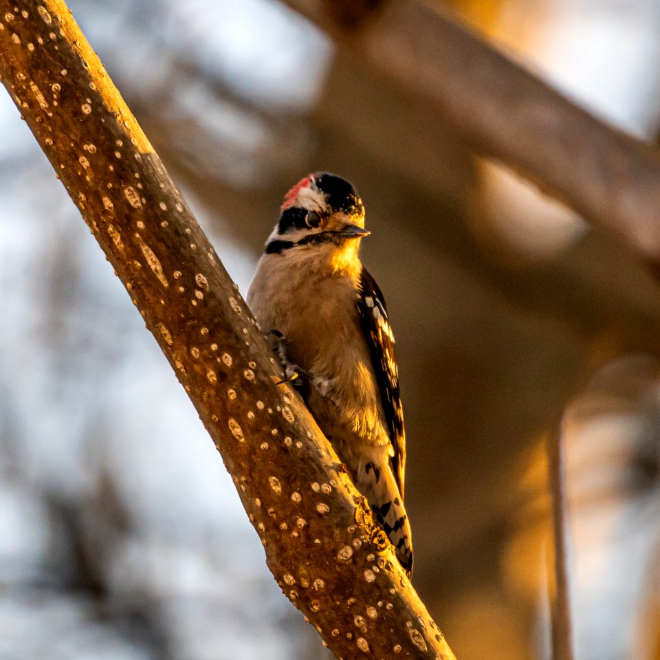 Downy Woodpecker