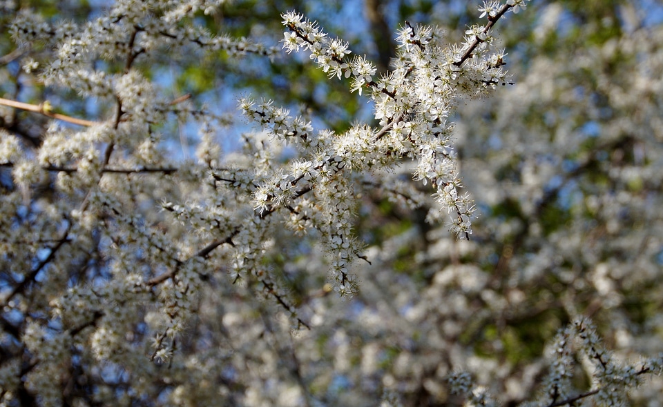 Tree flowering branch