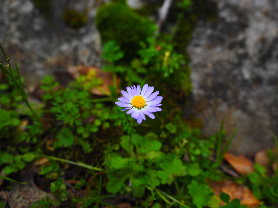 Flower violet purple