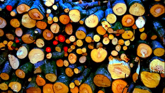 Logs from an Irish native Aspen tree / Trembling poplar (Populus tremula) photo