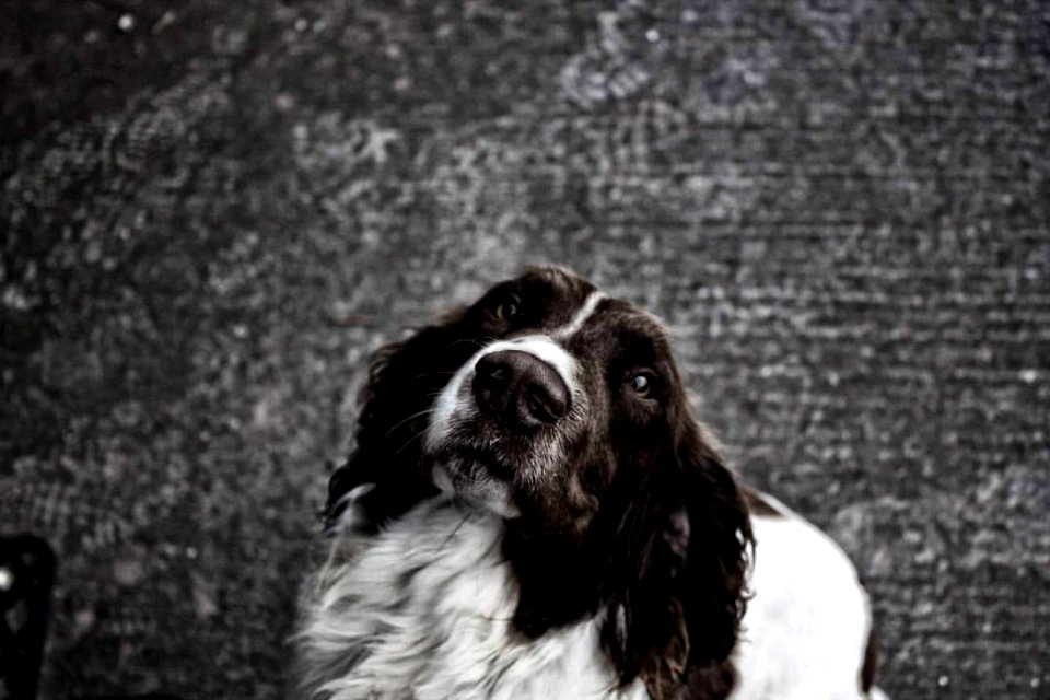 Rummy #dog #northernireland #ni #springerspaniel #springer