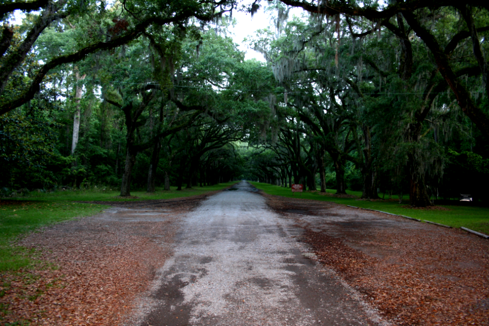 savannah1
