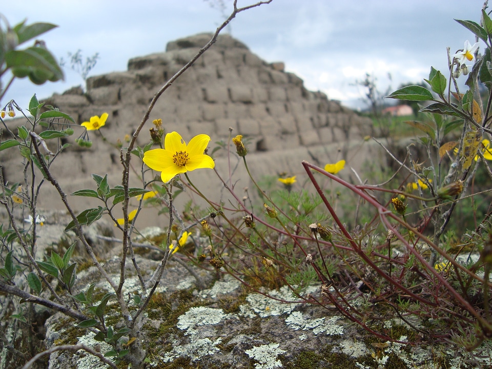 Landscape wild field flower
