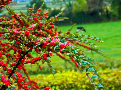Red Berry Bush