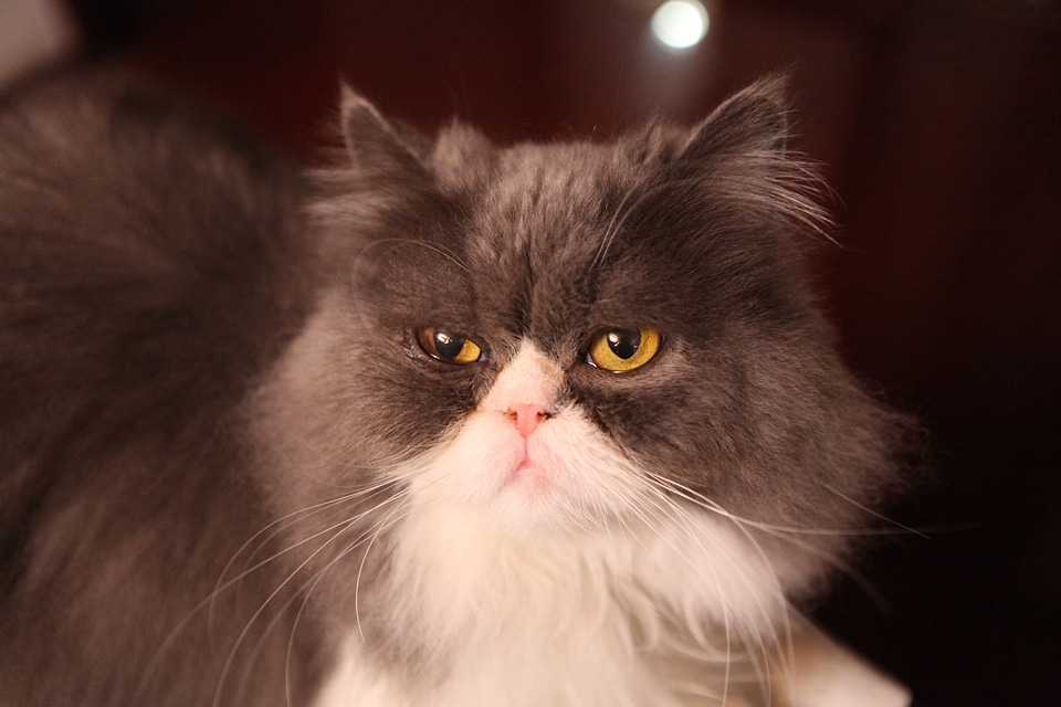 Cat pets cute