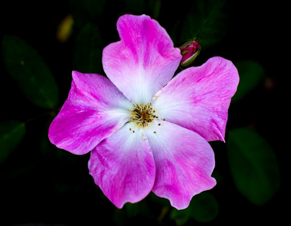 Day 241 - “The earth laughs in flowers.” - Ralph Waldo Emerson