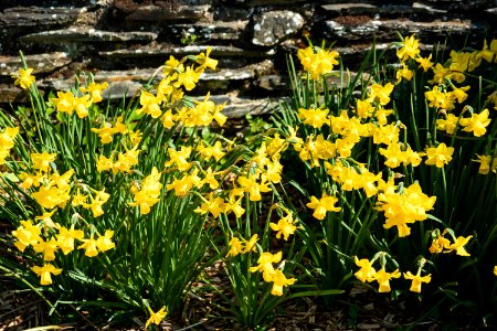 Yellow flowers