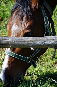 Horsehead eating graze