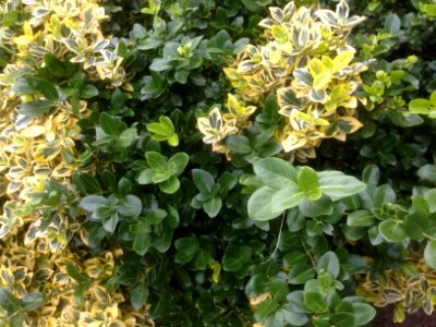 Random Bush