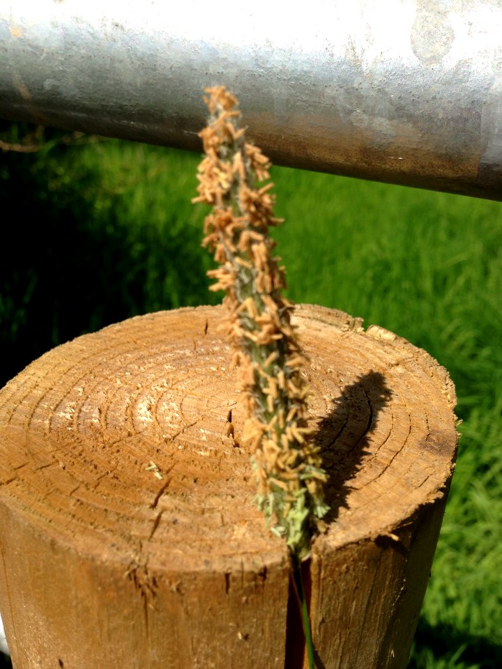Fencing Post