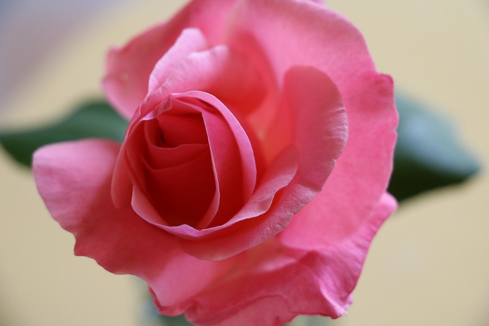 Petal valentine floral