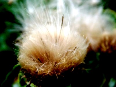 Thistle