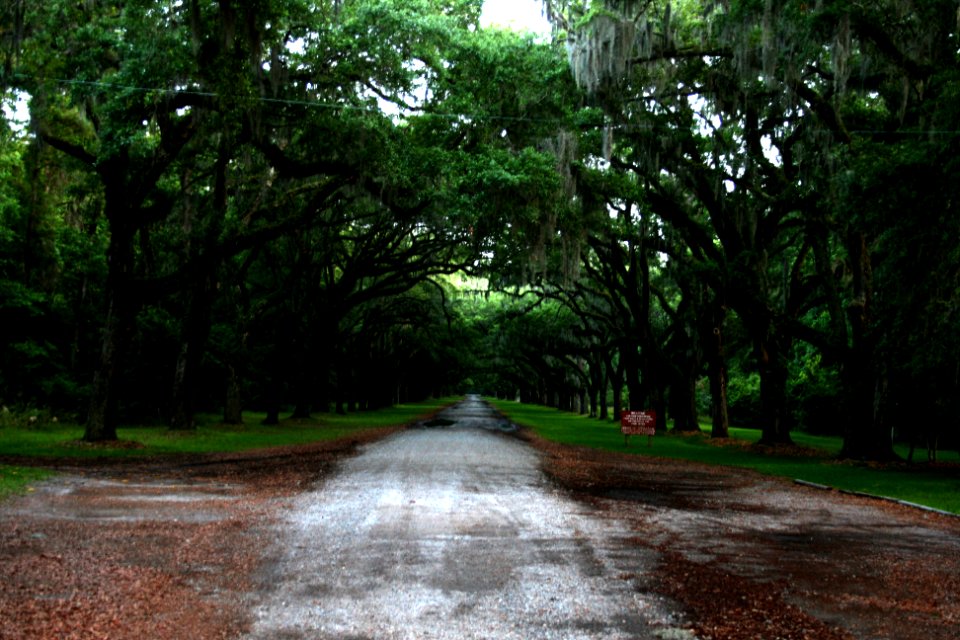 savannah2