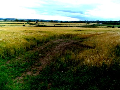 Barley Field