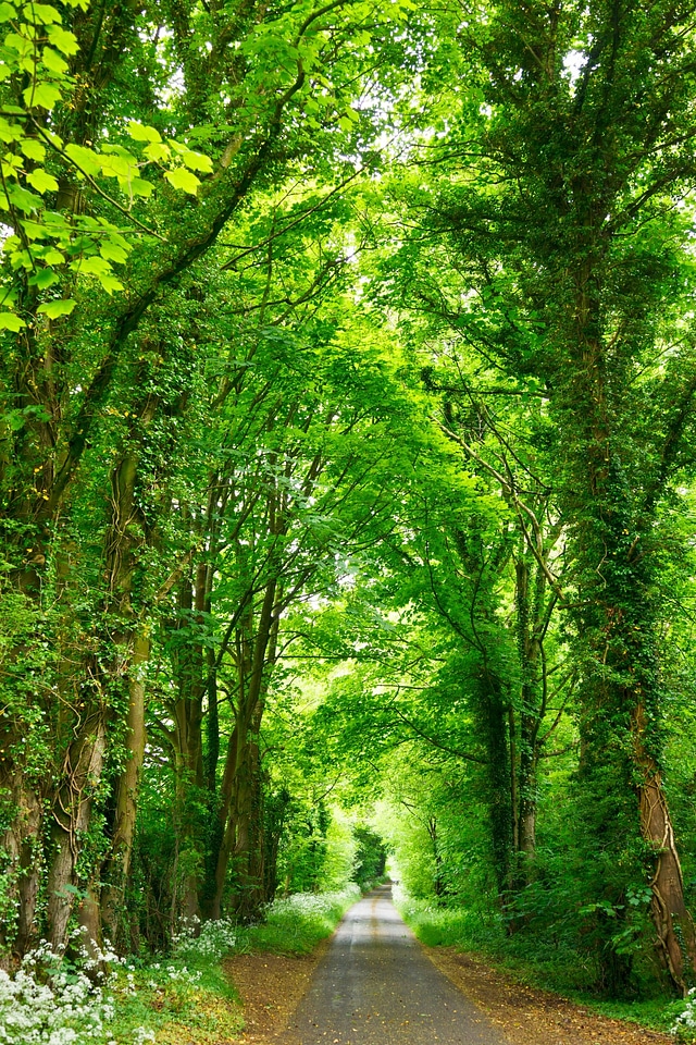 Landscape trees alley