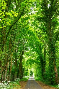 Landscape trees alley photo