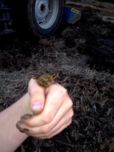 A little frog I found in our field.