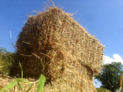 Making Hay