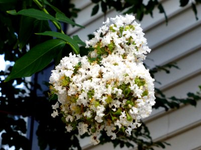 Day 217 - Lagerstroemia