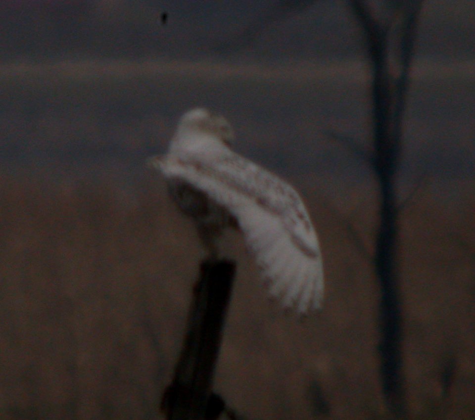 Snowy Owl #1