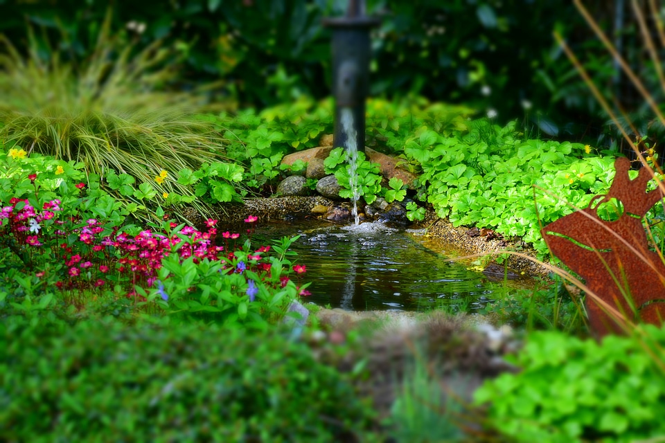 Garden pond nature frog
