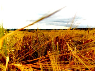 Barley Field