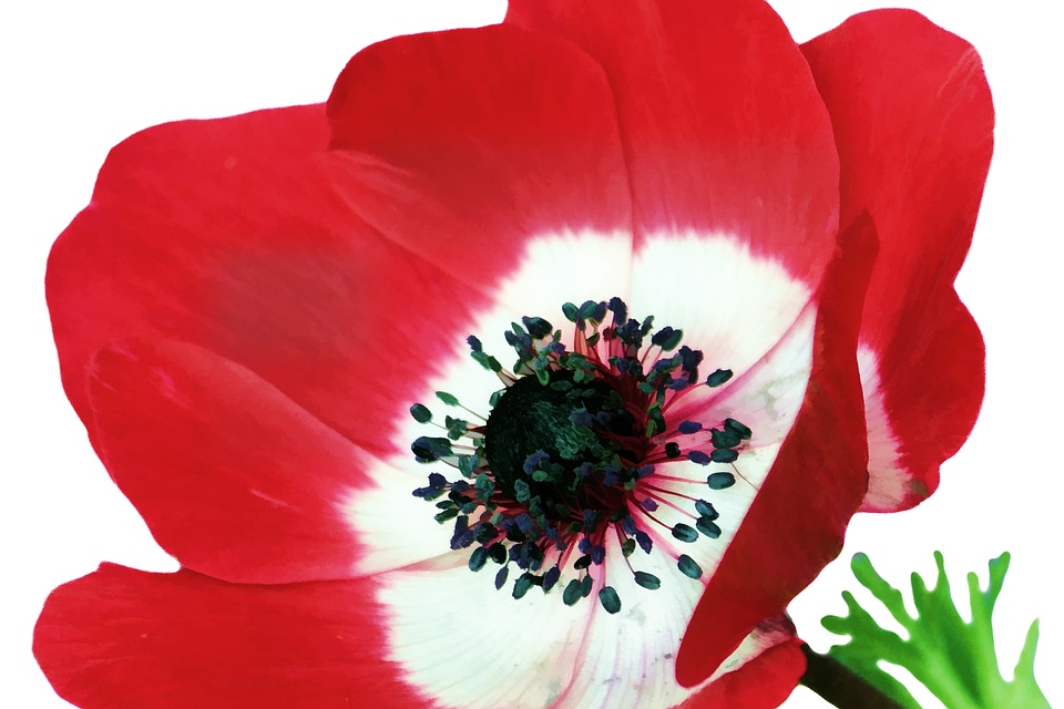 Bloom blooming color