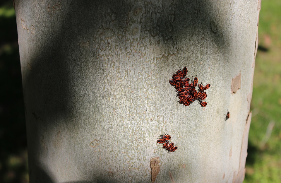 Texture red beetles nature