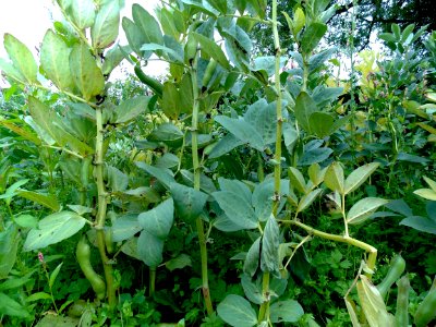 Broad bean plant photo