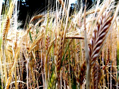 Barley Field