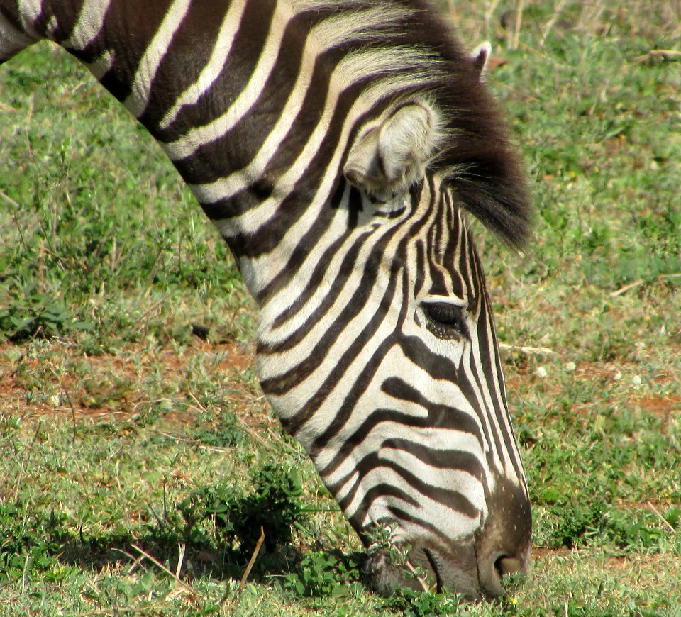 Graze