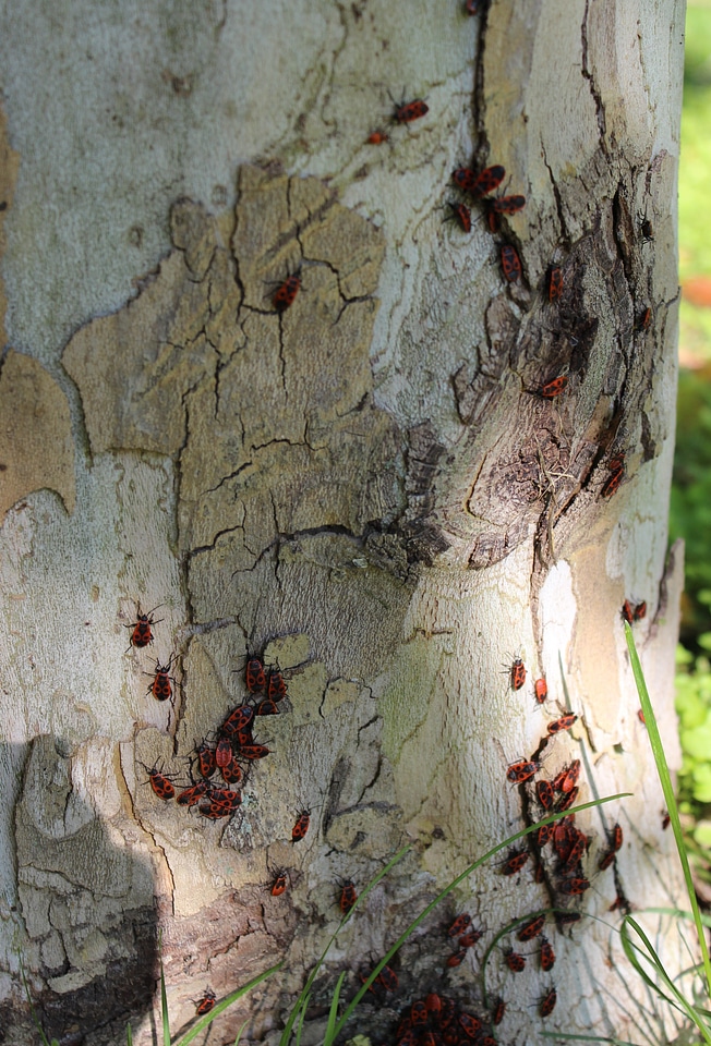 Beetle firefighter nature tree