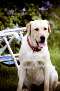 My cute dog! Canon 75-300 test