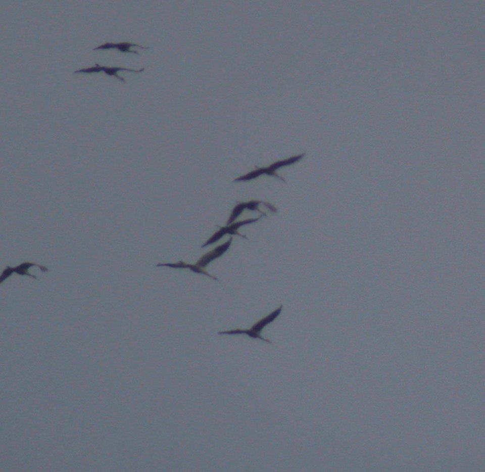 DSCN5492 c WhoCra   SanCra Perry Farm Bourbonnais IL 11-12-06