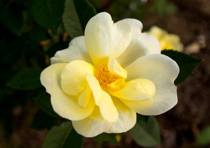 Day 290 - "Every flower is a soul blossoming in nature." - Gerard De Nerval