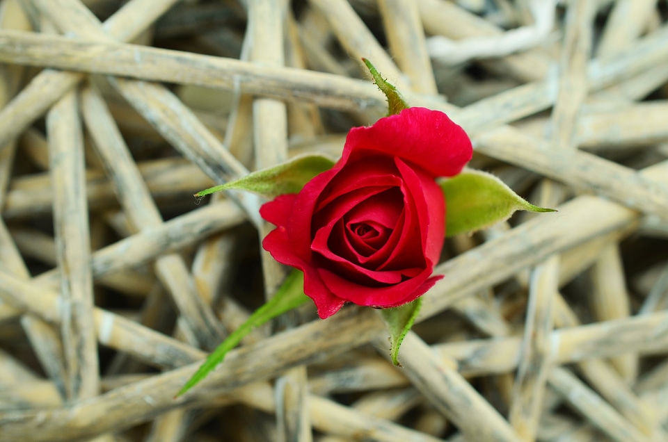 Assertiveness stuck toughness