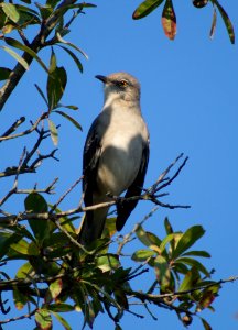 Day 288 - “Then from the neighboring thicket the mockingbird, wildest of singers, swinging aloft on a willow spray that hung o'er the water. Shook from his little throat such floods of delirious music...” Henry Wadsworth Longfellow photo