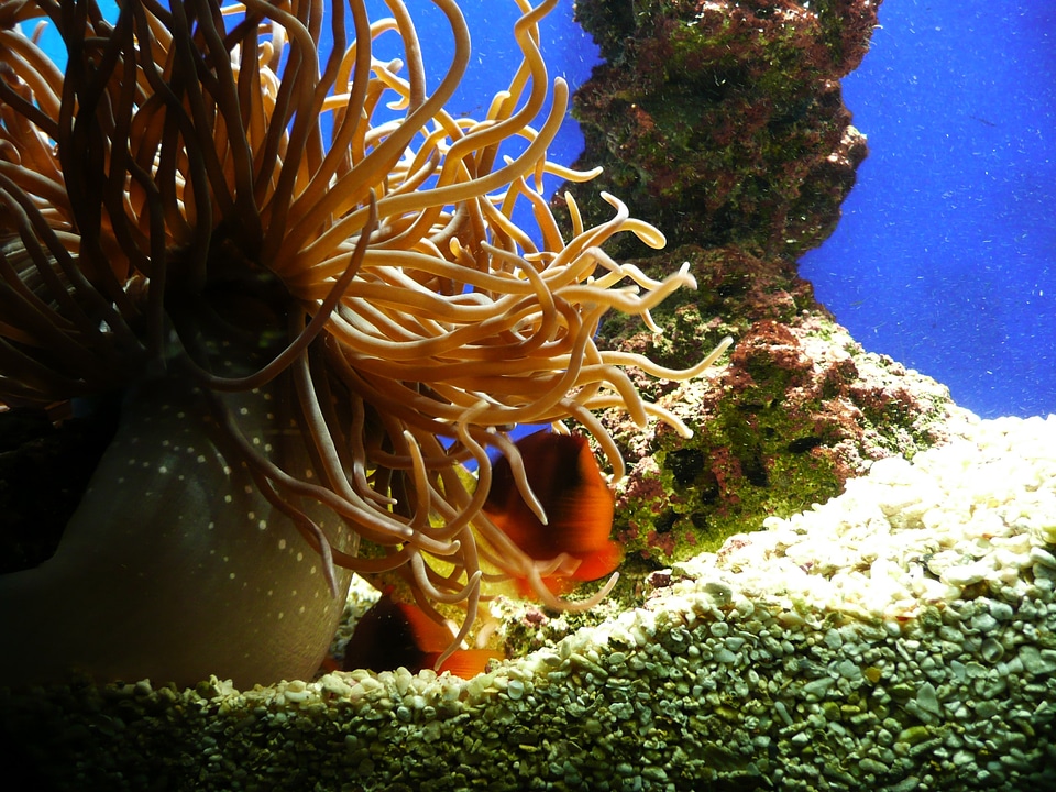Sea aquarium plant