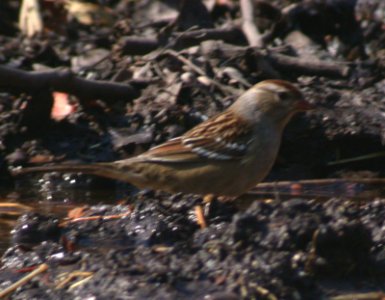White-crowned Sparrow 1st Winter (East Taiga)