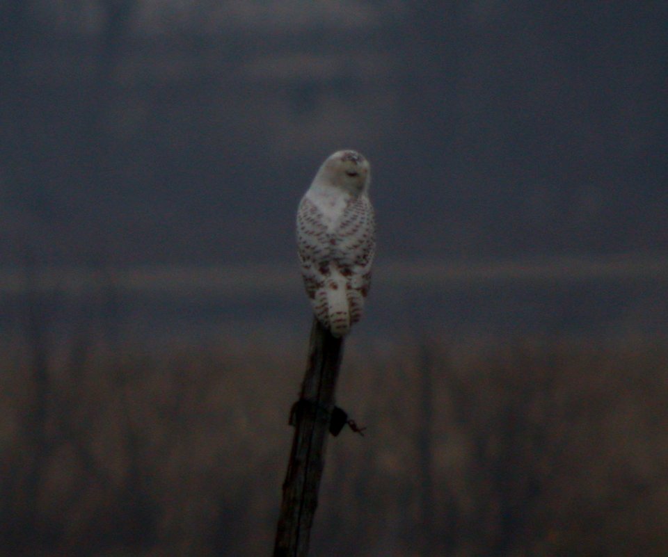 Snowy Owl #1 Sub-adult Male Iroquois Co, Northern IL 1-3-2006