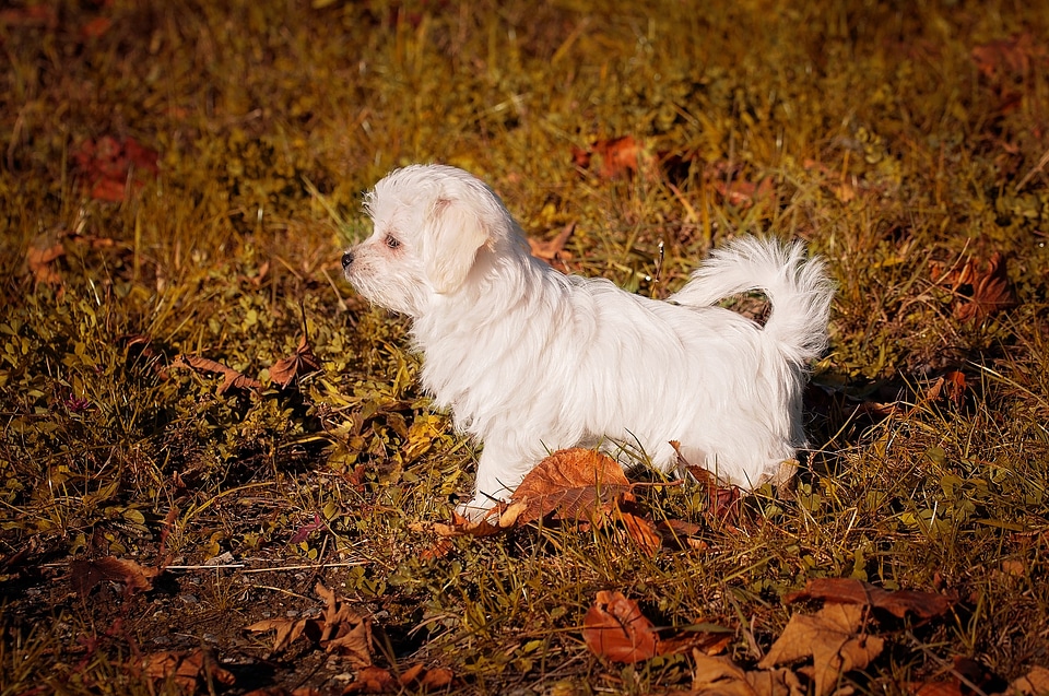 Small maltese white
