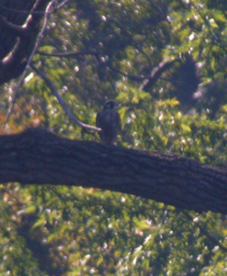 Peregrine Falcon (Imm)